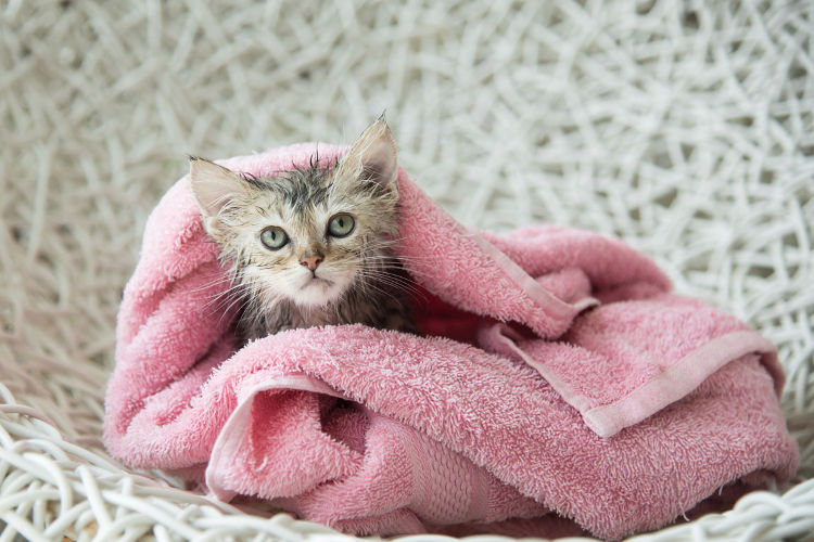 how to bathe a kitten