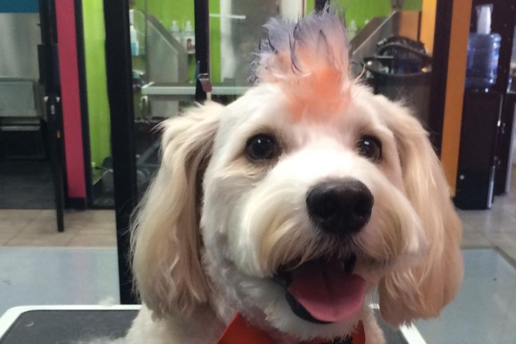 Lucky Dawg Pet Salon & Mobile Pet Grooming Torrance