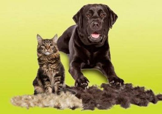 Shedding Pet Tips
