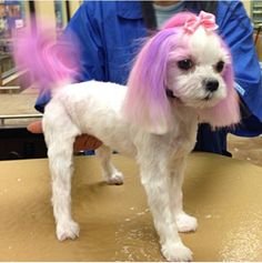 Lucky Dawg Dog Grooming and Cat Grooming Image