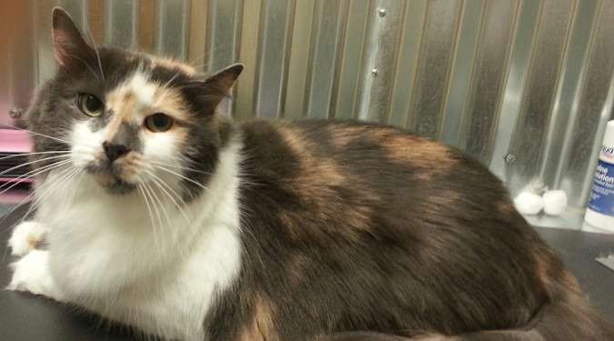 Lucky Dawg Dog Grooming and Cat Grooming Image
