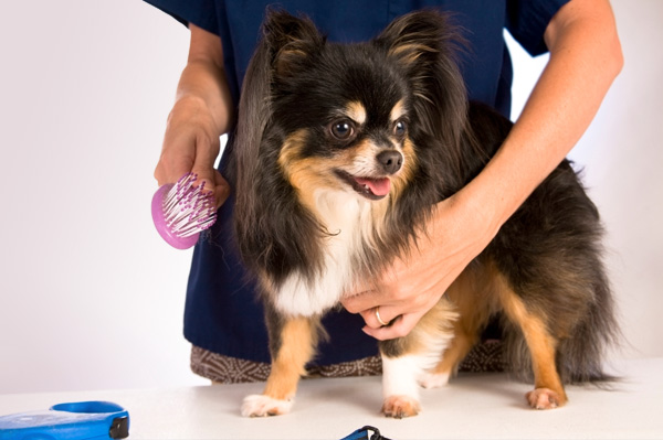 Benefits of Professional Pet Grooming Services – Lucky Dawg Salon