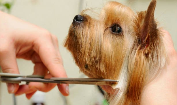 Dog Grooming