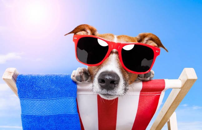 dog health in the summer