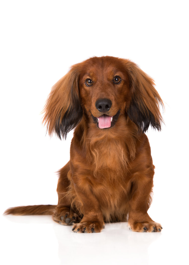 Everything You Need to Know About Managing a Long Haired Dog – Lucky Dawg  Salon Grooming in California