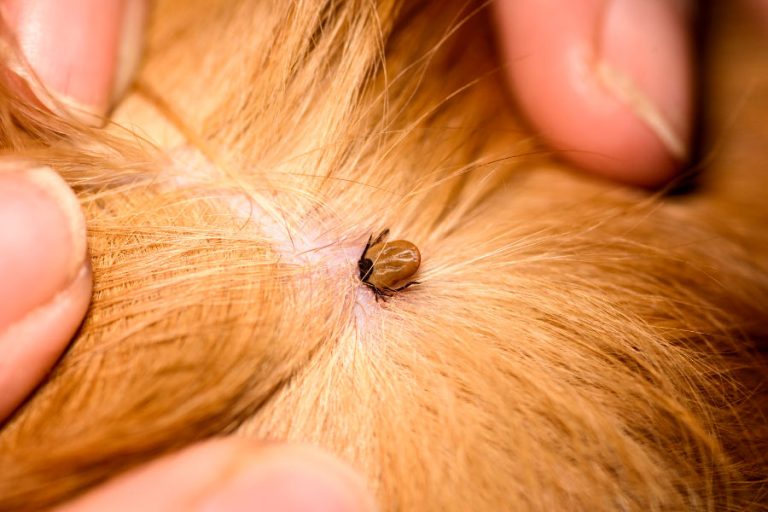 flea & tick prevention