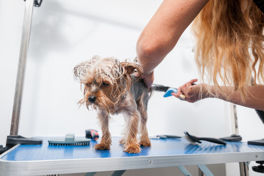 The Health Benefits Of Regular Dog Grooming